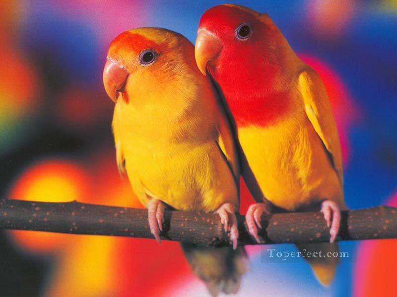 Papel de Parede Periquitos oiseaux Peintures à l'huile